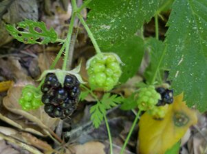Rubus ursinus Fruit